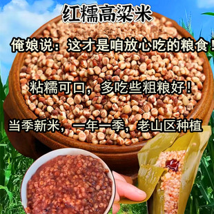 （老人努力坚持在种的老品种笨高粱）农家红糯高粱米新鲜红高粱米