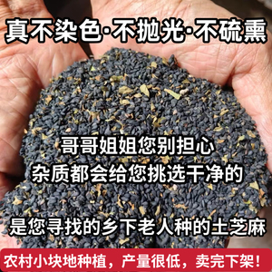 （老人坚持在种的老品种黑芝麻）山西农家自种生芝麻土芝麻不染色