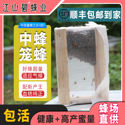 江山碧新王群中蜂能养大群采蜜强