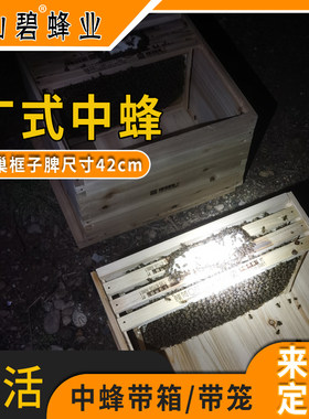 广式42中蜂子脾非标准49脾