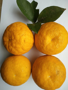 湖南臭皮柑5斤 酸柑子 酸苦柑子