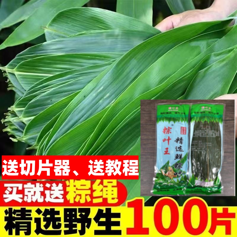 粽叶王包粽子专用新鲜粽子叶现摘现发大叶片真空包装送线100张