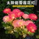 新款 7头太阳能雪莲花灯户外仿真花灯7叉LED假花地插灯庭院草坪灯
