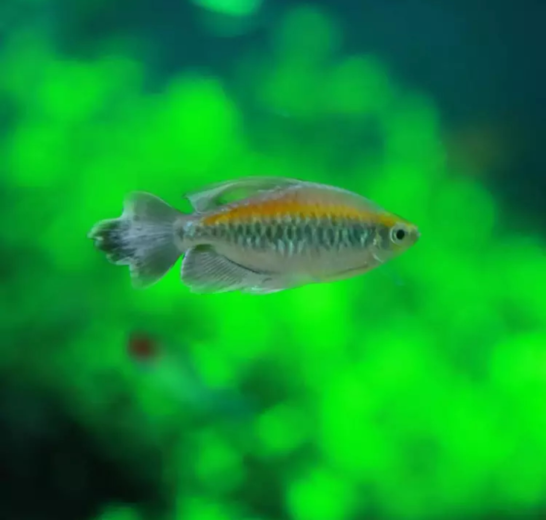七夕水族刚果美人鱼热带鱼观赏鱼群游草缸造景混养新手活体