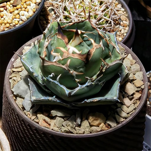 卡比兽龙舌兰仁王冠Agave Titanota Juggernaut 硬叶多肉块根盆栽