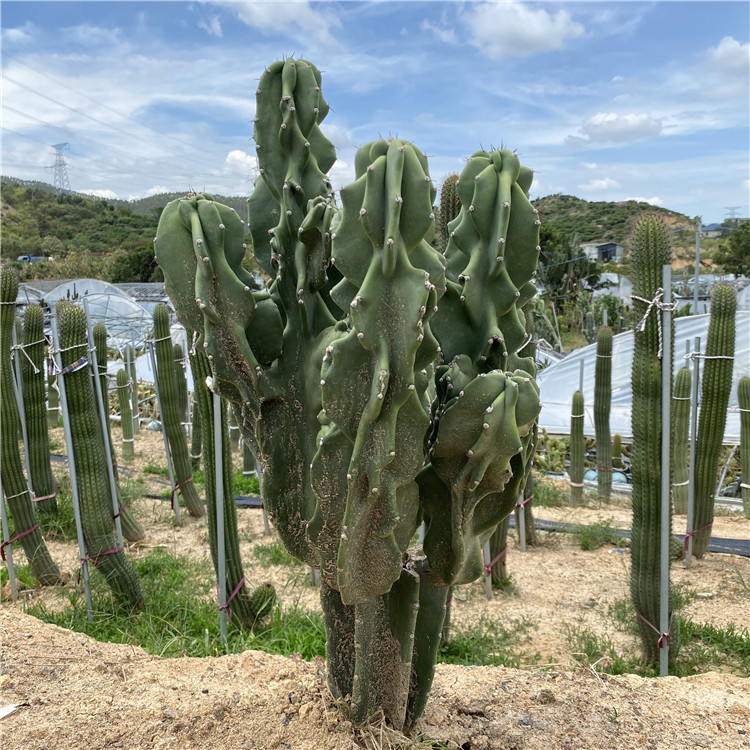 象腿柱开花大型仙人柱庭院景观