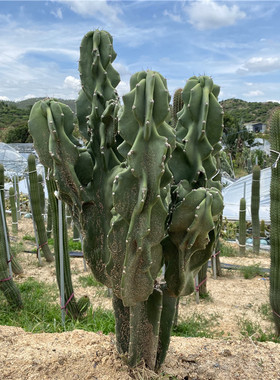 象腿柱 开花大型仙人柱 lmmortal Column 庭院景观绿植多浆仙人掌