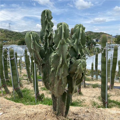 象腿柱开花大型仙人柱庭院景观