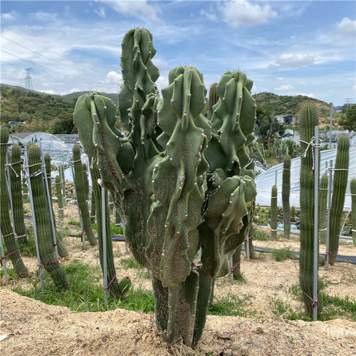 象腿柱开花大型仙人柱庭院景观