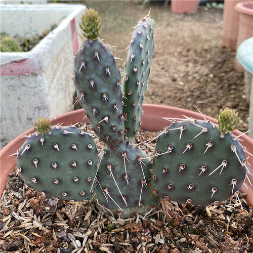 黑骑士仙人掌opuntia团扇开花