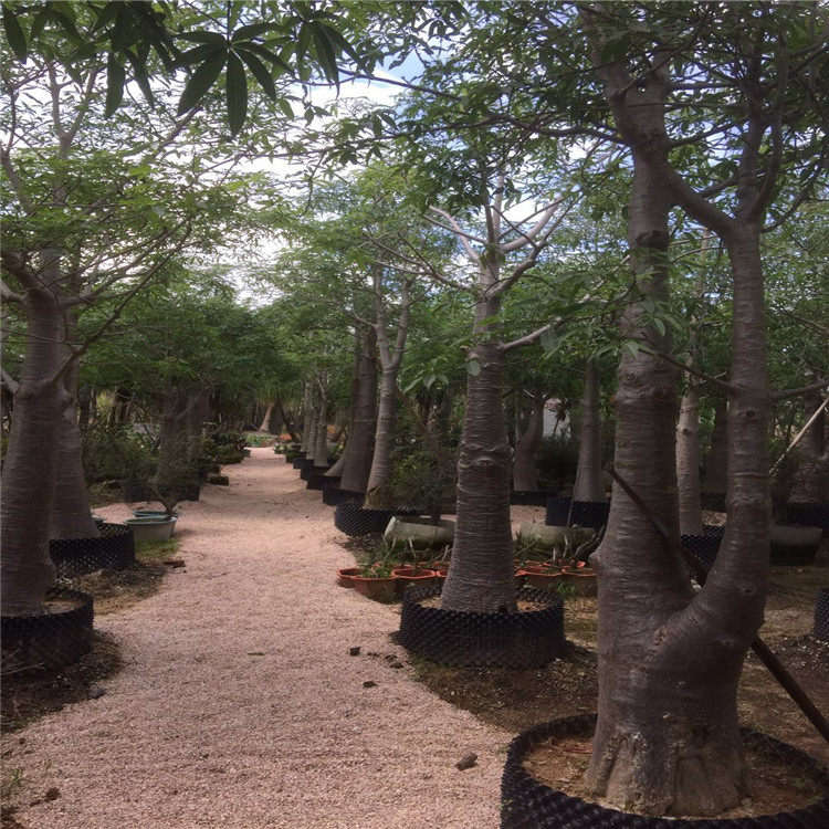 非洲 猴面包树 植物 波巴布树 沙漠景观 喜温热带树种 非洲猴面包