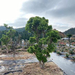 大戟科霸王鞭盆栽仙人柱龙骨温室景观沙漠植物酒店咖啡店等摆放