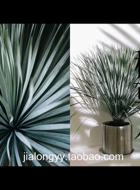 稻草人 鸟喙丝兰 龙舌兰科蓝长序丝兰属庭院景观植物蓝龙无刺草树