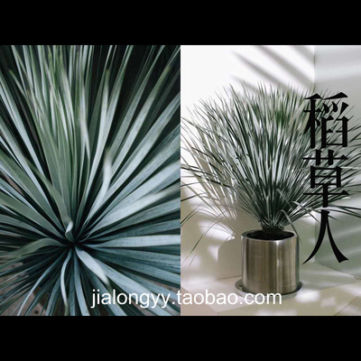 稻草人yuccafilifera景观龙舌兰