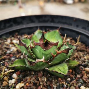 龙牙龙舌兰仁王冠Agave Titanota SHAQ耐旱多肉沙生植物喜阳盆栽