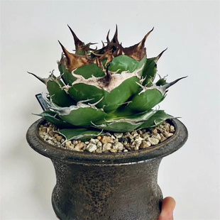 钻石黑豹龙舌兰仁王冠Agave Titanota Black Panther厚叶多肉植物