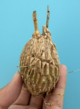 龟甲萝藦 Matelea cyclophylla 潮流块根植物 夏种型爬藤沙生植物