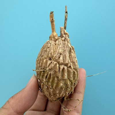 龟甲萝藦 Matelea cyclophylla 潮流块根植物 夏种型爬藤沙生植物