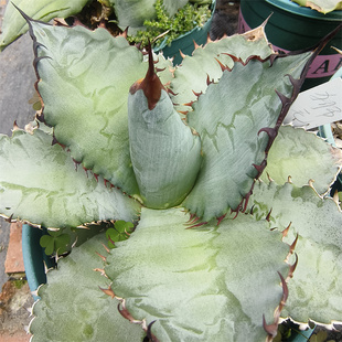 狮毛龙舌兰仁王冠狮鬃仁王冠严龙精品中小型多肉植物盆栽沙生植物