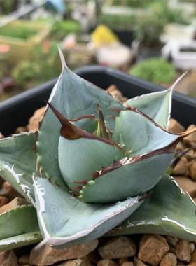 白冰龙舌兰仁王冠Agave titanota white ice蓝灰色无边刺圆叶植物