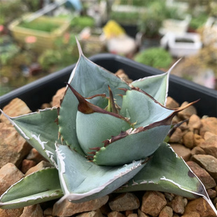 白冰龙舌兰仁王冠Agave titanota white ice蓝灰色无边刺圆叶植物