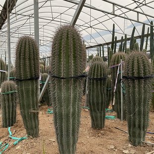 播种武伦柱高品种仙人柱热带沙漠植物景观展览仙人掌 实生巨人柱