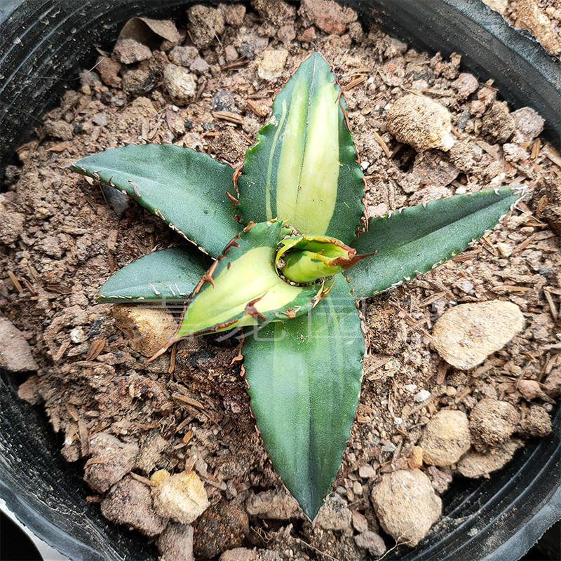 福建仁王冠季节锦 白鲸蓝鲸仁王冠龙舌兰季节锦覆轮盆栽 一物一拍