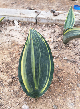 金丝宝镜锦  虎皮兰锦 Sansevieria masoniana variegated 多肉盆