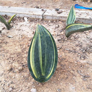 金丝宝镜锦 虎皮兰锦 Sansevieria masoniana variegated 多肉盆