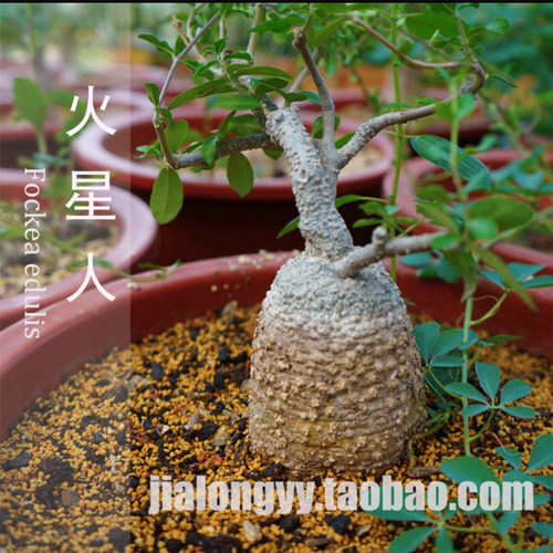 绿植萝藦科盆栽爬藤多肉植物