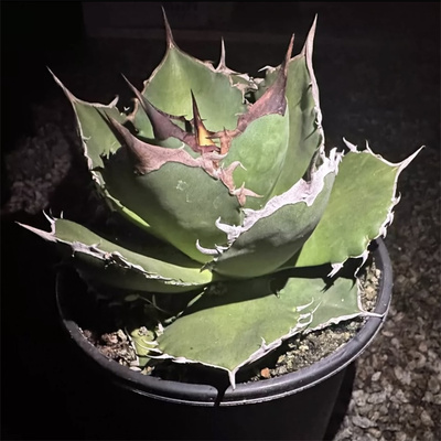 菩提龙舌兰仁王冠鲨鱼剑多肉潮流块根植物严龙蓝鲸白鲸仁王冠盆栽