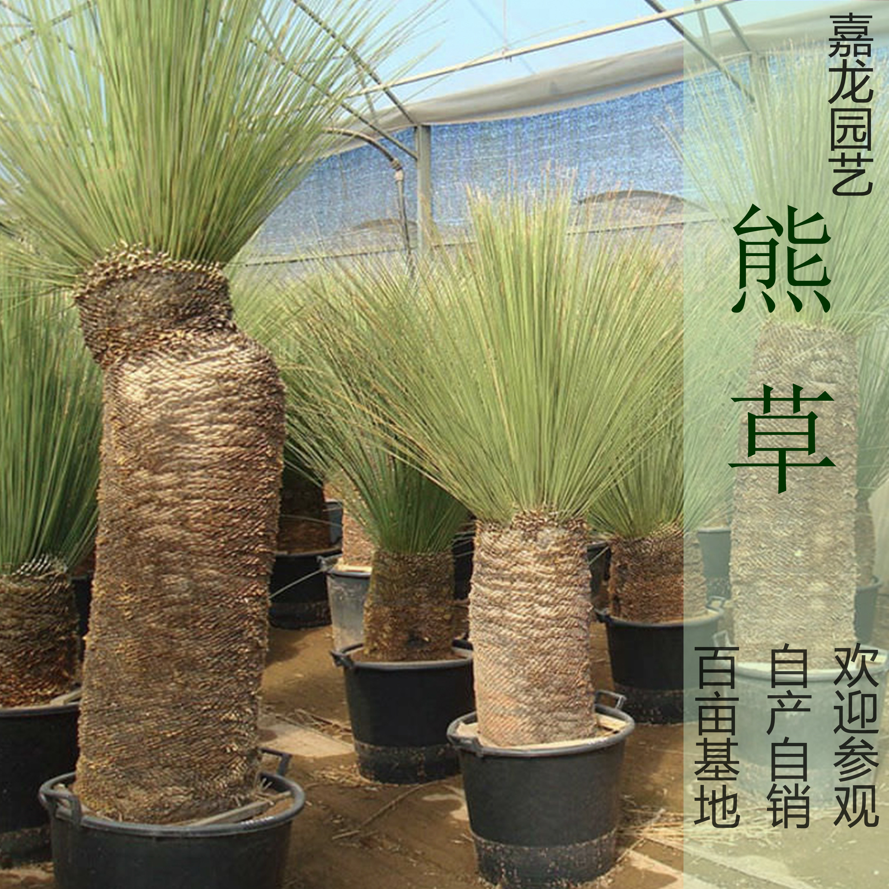 稻草人 实生鸟喙丝兰长叶稠丝兰 熊草dasylirion longissimum草树