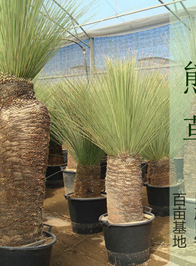 稻草人 实生鸟喙丝兰长叶稠丝兰 熊草dasylirion longissimum草树