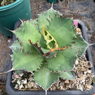 白排龙舌兰仁王冠 Agave Titanota 大钢牙白排刺严龙潮流块根多肉