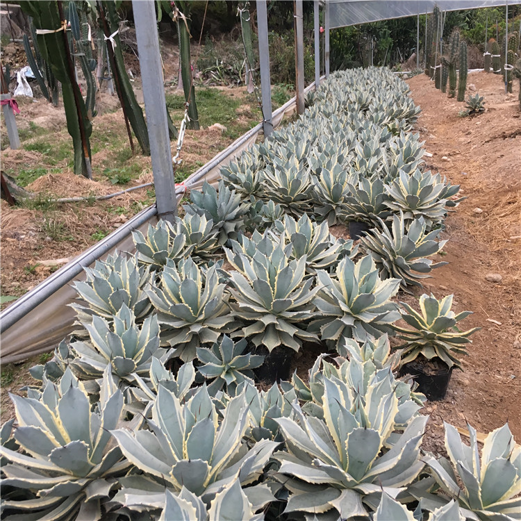 实生风雷神锦龙舌兰 庭院盆栽造景沙漠仙人掌科景观植物 园艺绿植