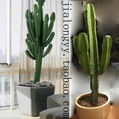 没刺大戟阁带手仙人柱北欧植物