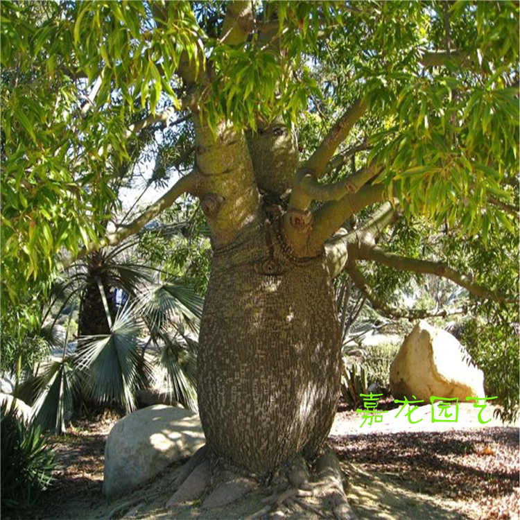 实生澳洲瓶杆树  独特景观绿化植物 纺锤树瓶子树  高度2.5-3米