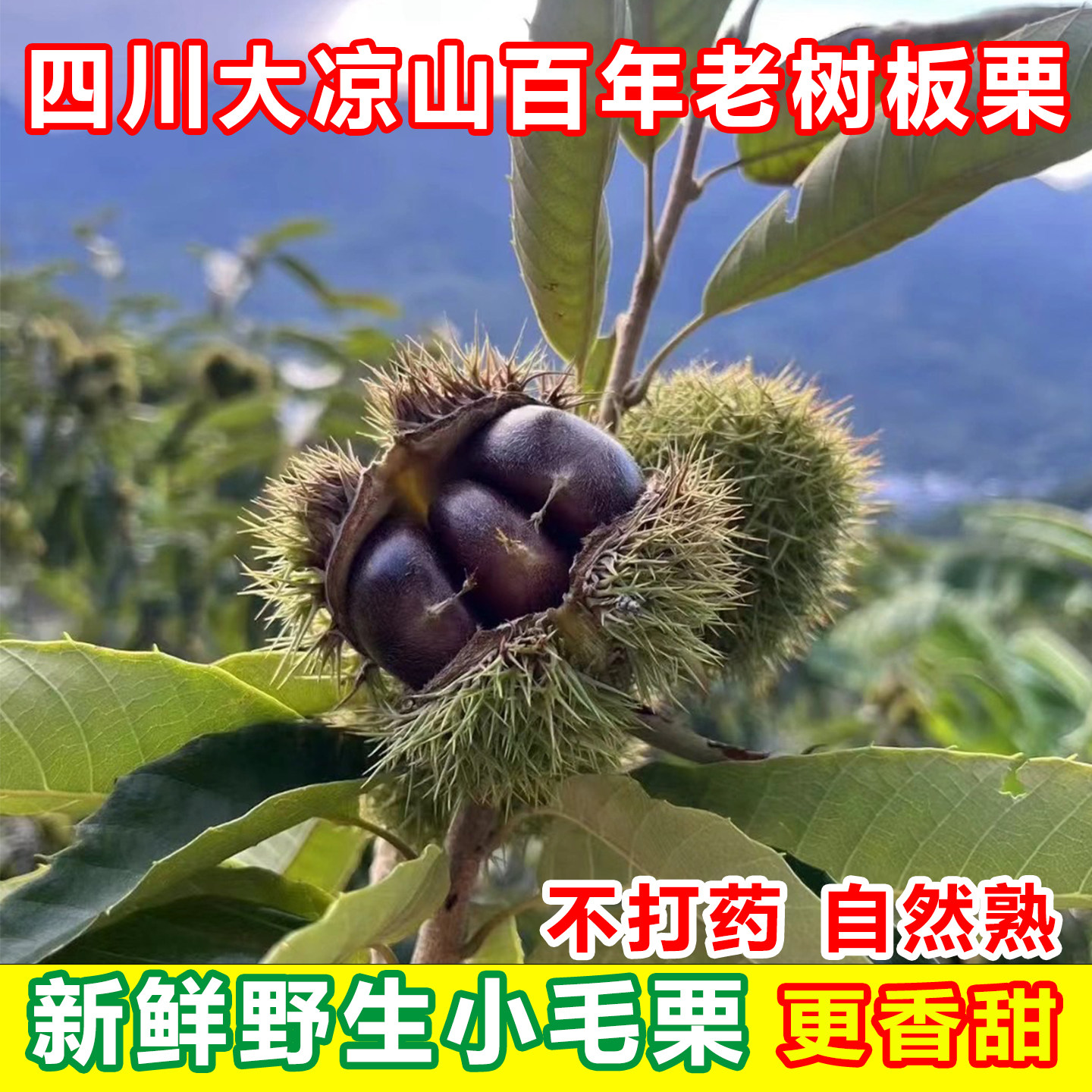 大凉山百年老树新鲜小板栗不打药