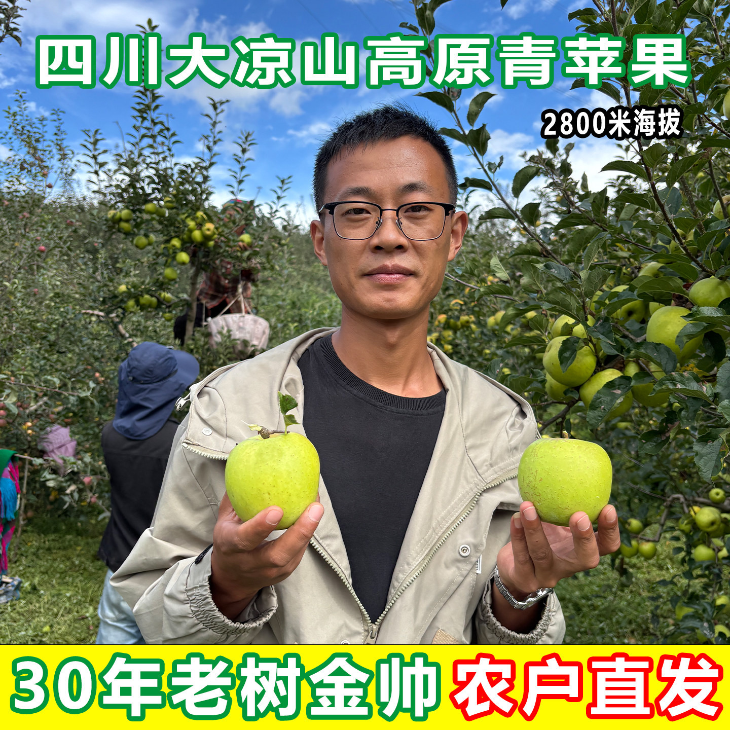 大凉山金帅青苹果盐源高山盐源脆苹果