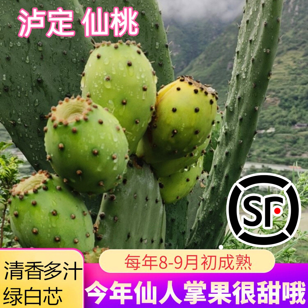 顺丰包邮四川泸定仙桃仙人掌果