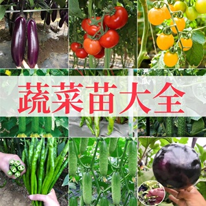 优质蔬菜种苗辣椒苗番茄苗茄子幼苗茄子苗圣女果苗高产蔬菜秧苗