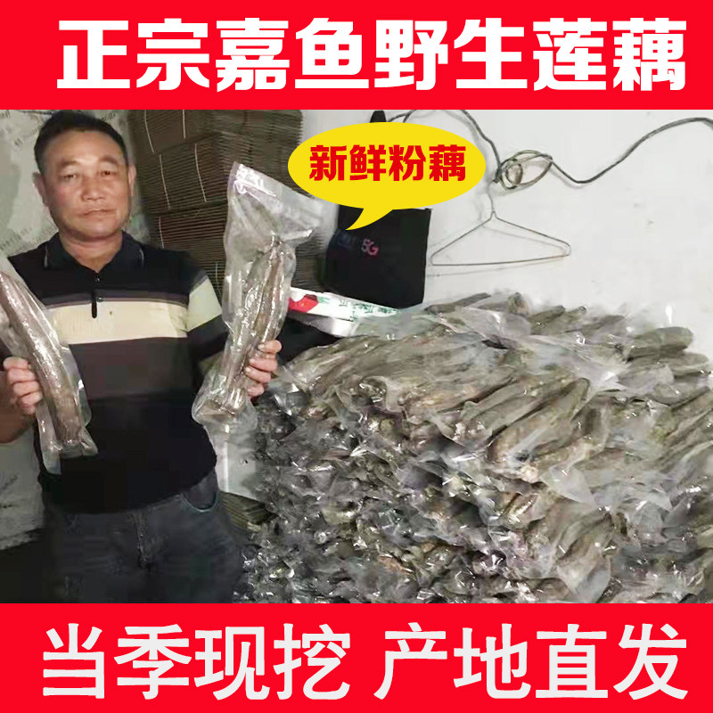 湖北嘉鱼野莲藕新鲜九孔粉藕食材煲汤现挖带泥巴炖汤野藕非洪湖
