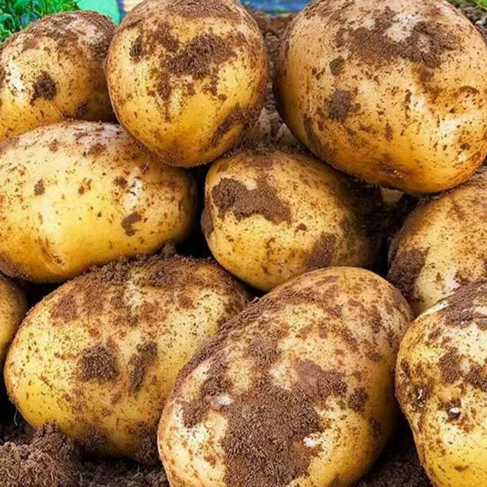 新鲜土豆农家自种黄心大土豆现挖黄皮大个土豆当季蔬菜口感软绵密