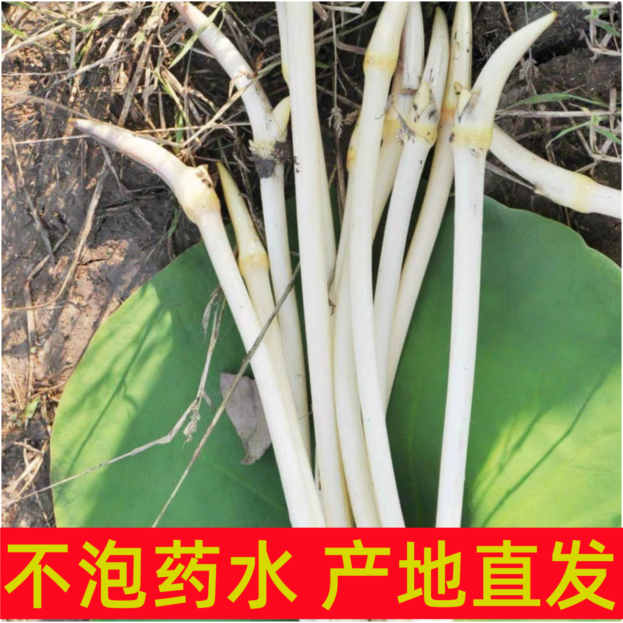湖北新鲜藕尖现采生吃藕带新鲜脆藕肠子农家当季蔬菜非洪湖嫩笔尖