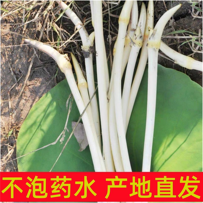 湖北新鲜藕尖现采生吃藕带新鲜脆藕肠子农家当季蔬菜非洪湖嫩笔尖