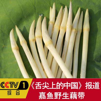 湖北嘉鱼现采新鲜嫩藕带生吃脆甜