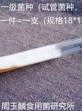 紫灵芝元宝盆景鹿角试管趣味菌种