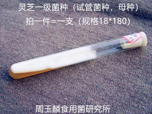 赤灵芝菌种紫灵芝云芝甜芝元宝盆景鹿角白参菌芝试管原种