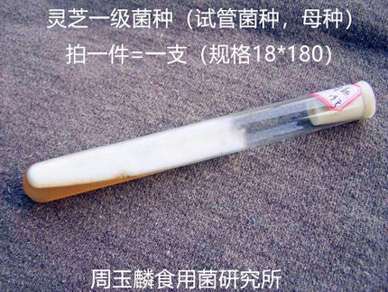 赤灵芝菌种紫灵芝云芝甜芝元宝盆景鹿角白参菌芝试管原种