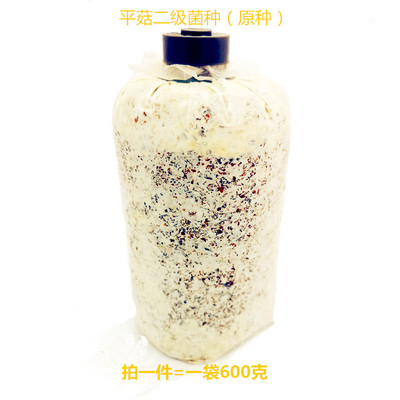 平菇秀珍菇姬菇菌种原种蘑菇趣味
